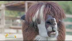 Il lama, simpatico camelide sudamericano